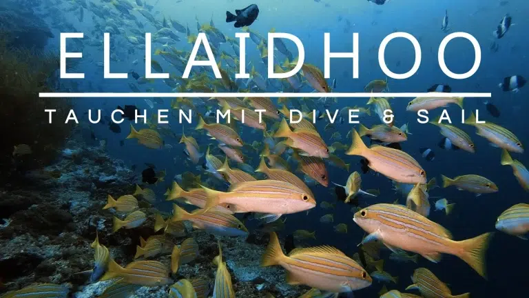 Mehr über den Artikel erfahren Ellaidhoo: Tauchen mit Dive & Sail