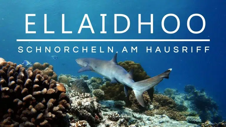 Mehr über den Artikel erfahren Ellaidhoo: Schnorcheln am Hausriff