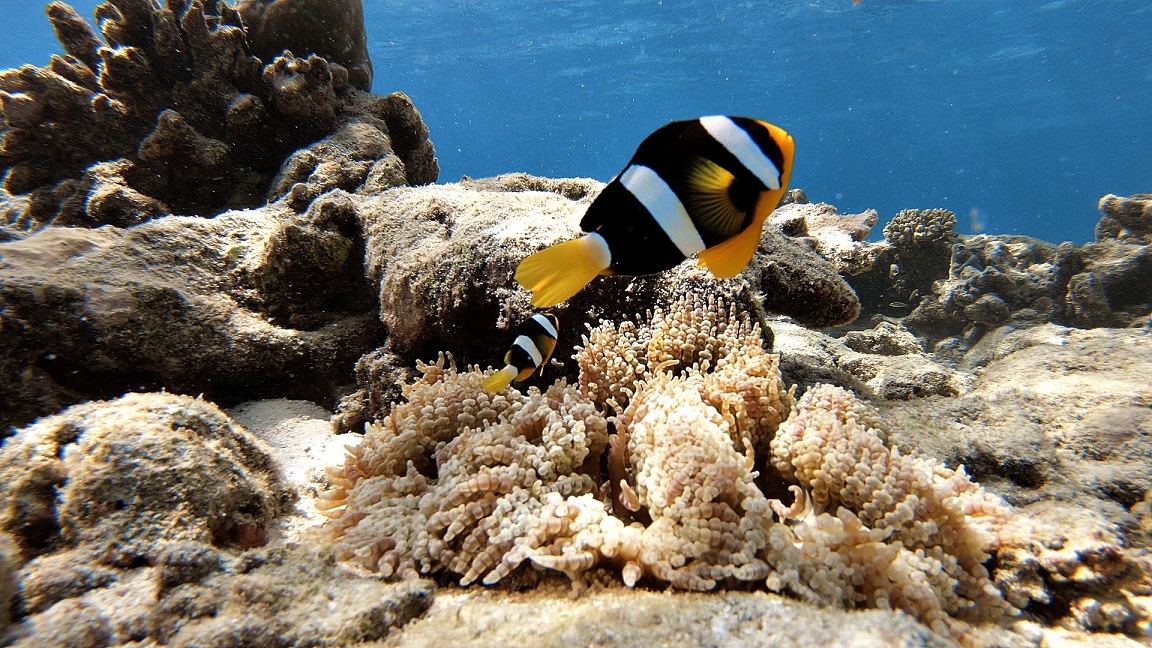 malediven-clownfisch