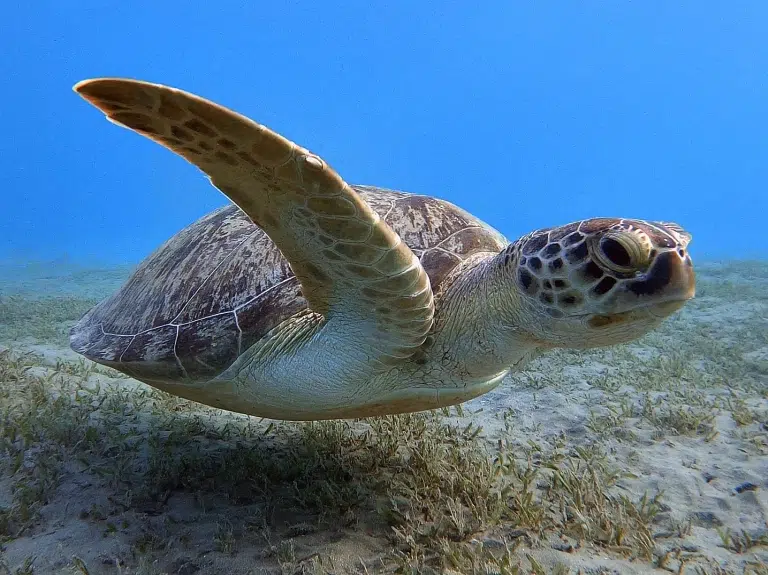 ägypten-hotel-mit-hausriff-seegraswiese-schildkröte